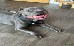 Staffordshire Bull Terrier dogs for sale: Ready for Their Forever Homes Now - Image 28
