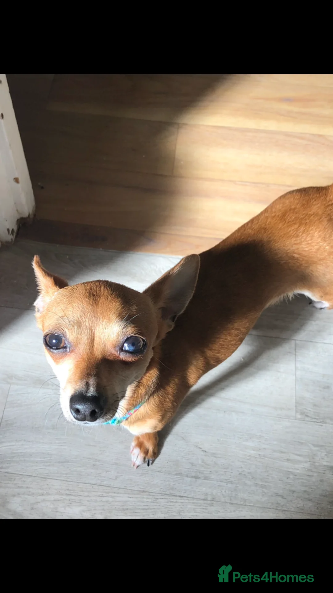 Chihuahua dogs for sale: Mum and daughter chihuahuas  - Advert 24