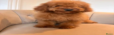 Cockapoo Puppy 1