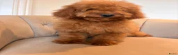 Cockapoo dogs for sale: LICENSED BREEDER QUALITY HEALTH TESTED COCKAPOOS - Advert 6