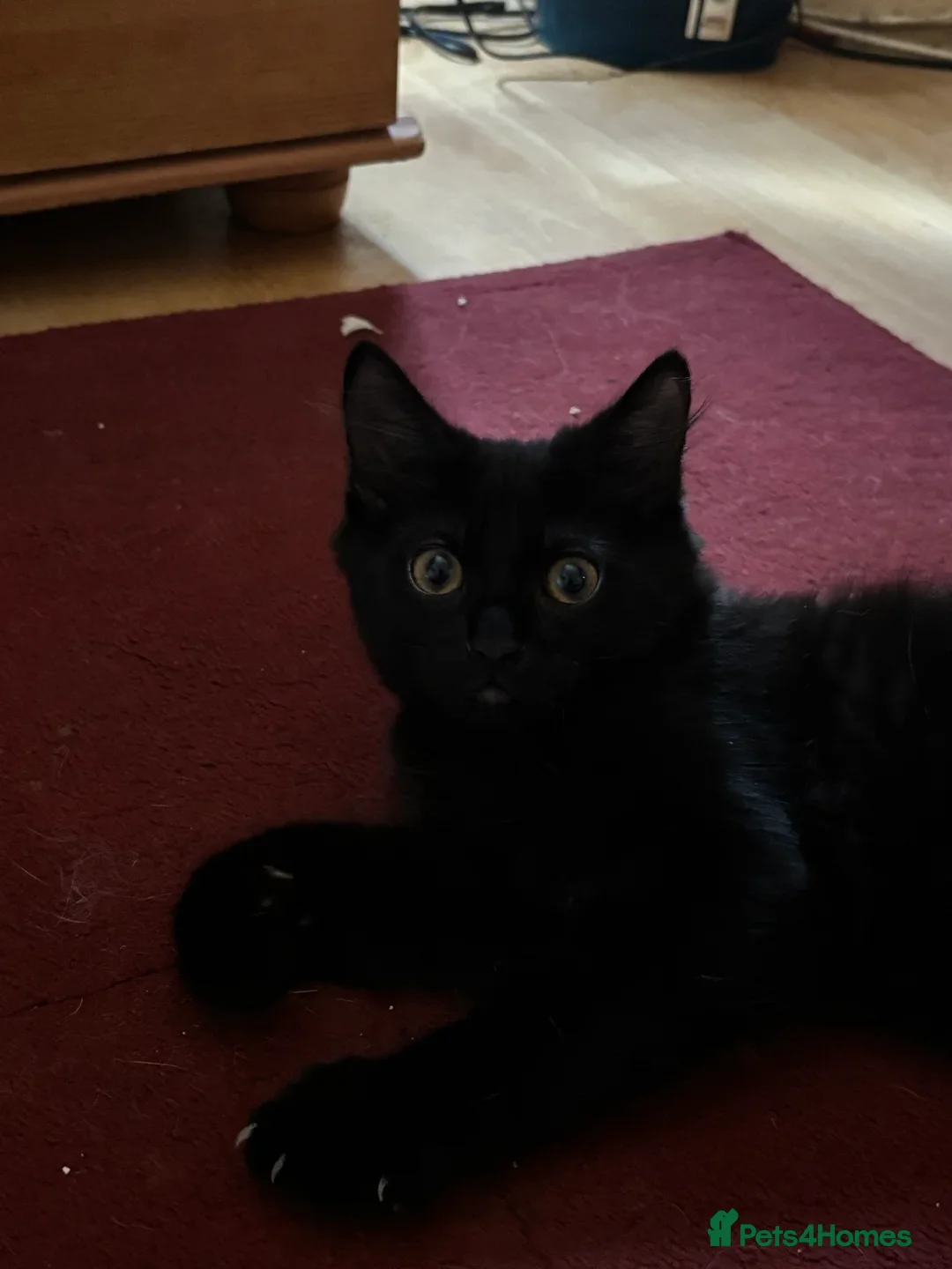 Mixed Breed cats for sale: £30 Three adorable kittens ready immediately  - Image 9