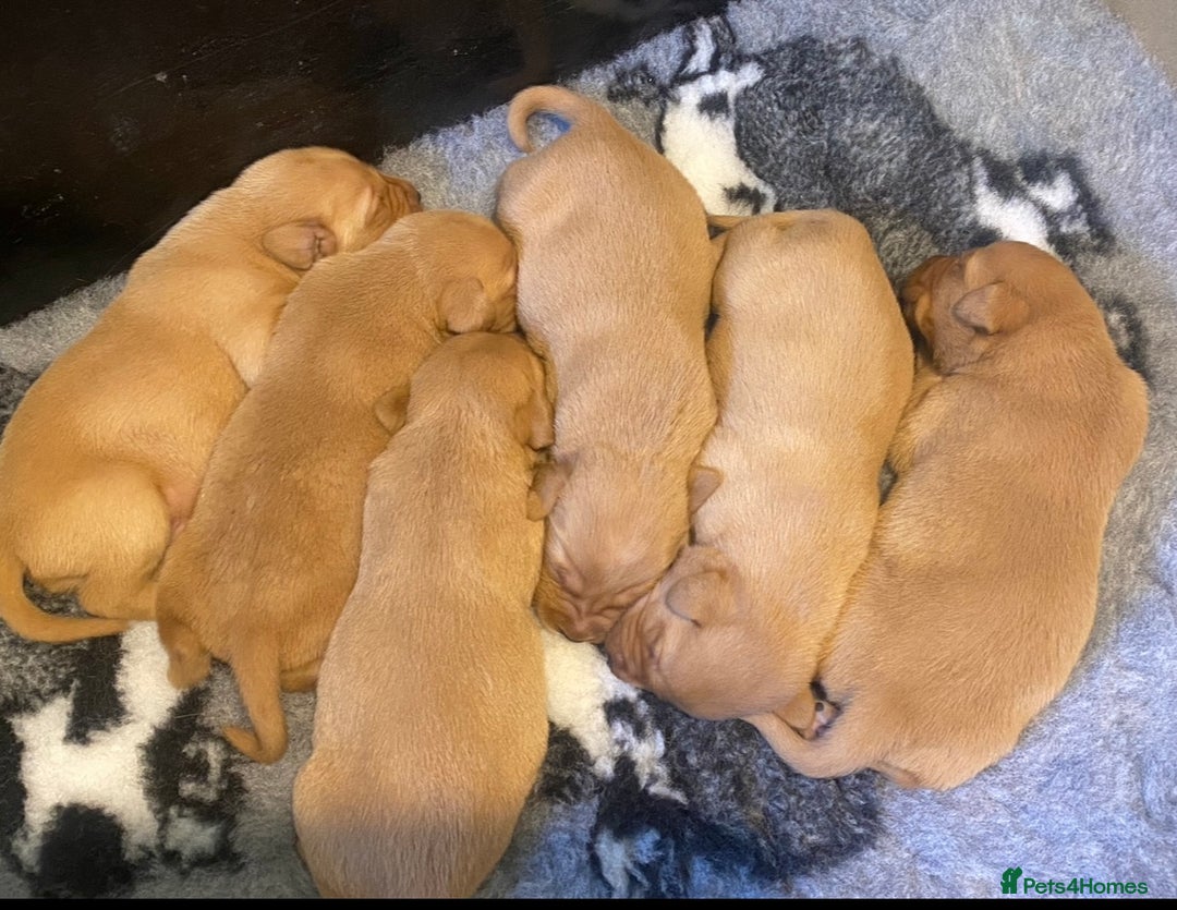 Labrador Retriever dogs for sale: ⭐️ ⭐️⭐️⭐️⭐️  FOX RED KC VET CHECKED, FIRST VAC - Image 7
