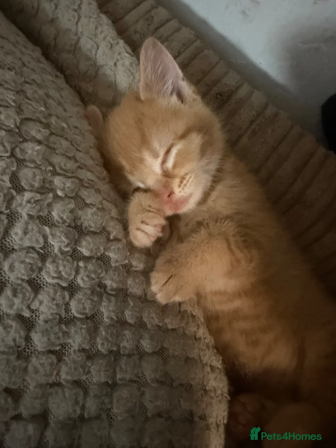 Mixed Breed cats for sale: 2 beautiful female kittens for sale  - Advert 7