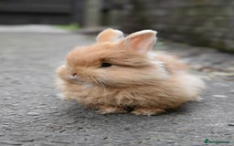 Mixed Breed rabbits for sale: Angora x Lionhead Female Looking For Home  - Image 1