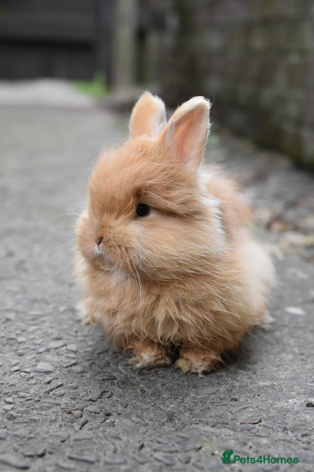 Mixed Breed rabbits for sale: Angora x Lionhead Female Looking For Home  - Image 1