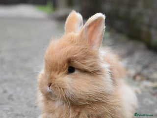 Mixed Breed rabbits - Advert 18