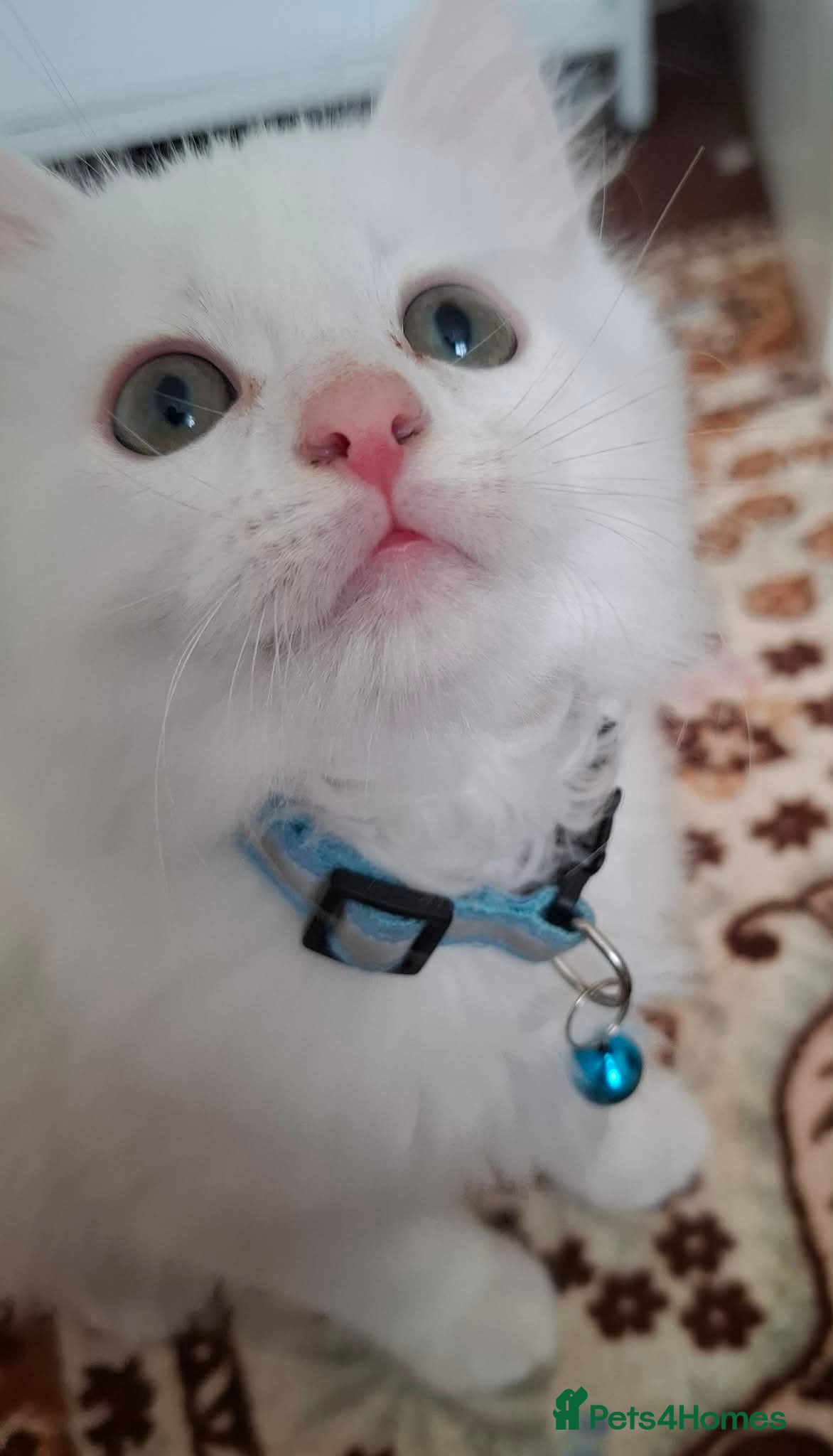 Mixed Breed cats for sale: 3 White Boy Kittens For Sale - Advert 22