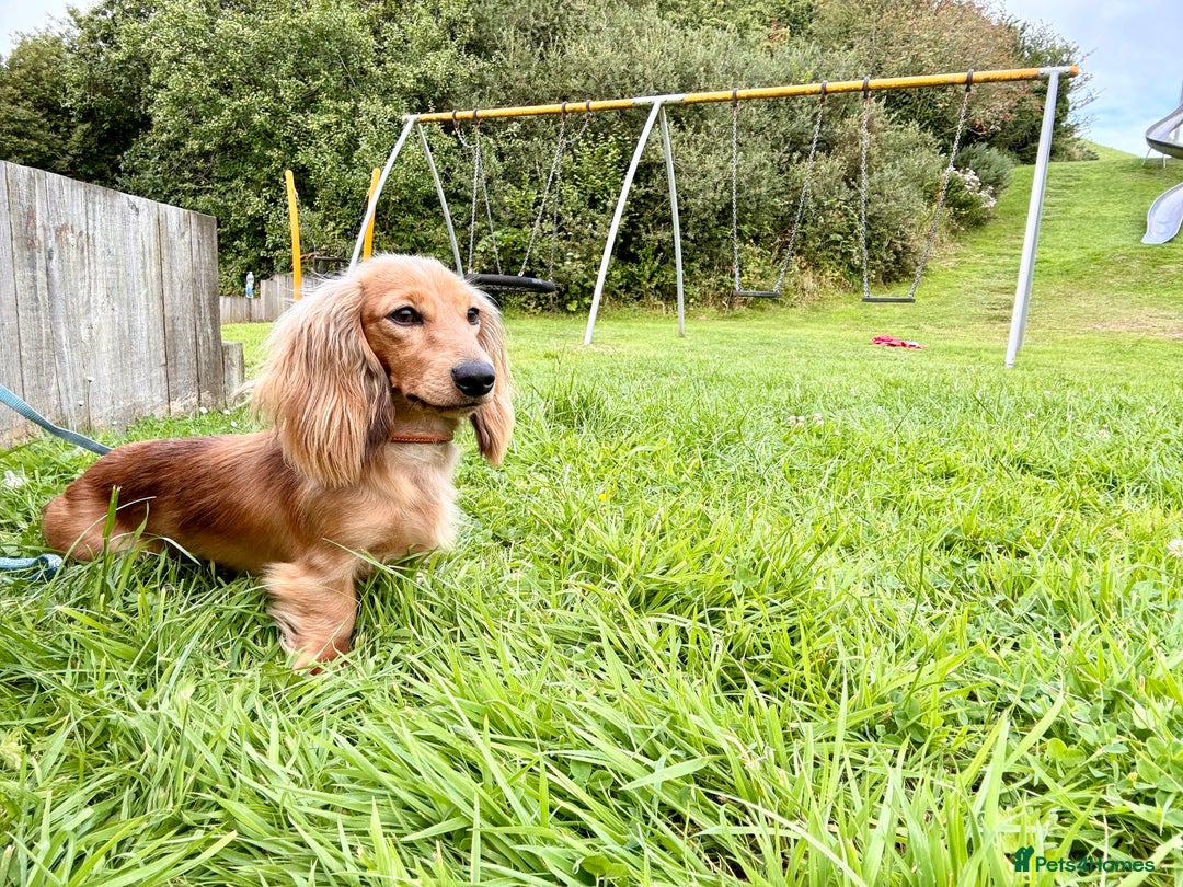 Miniature Dachshund dogs for stud: Miniature dachshunds for stud - Advert 3