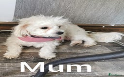 Maltipoo dogs for sale: F2 Mini Maltipoo,Toy size 4 boys - Image 4