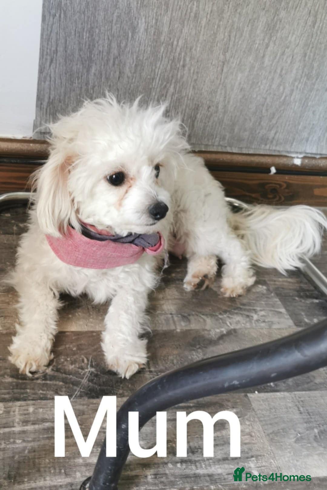Maltipoo dogs for sale: F2 Mini Maltipoo,Toy size 4 boys - Image 4
