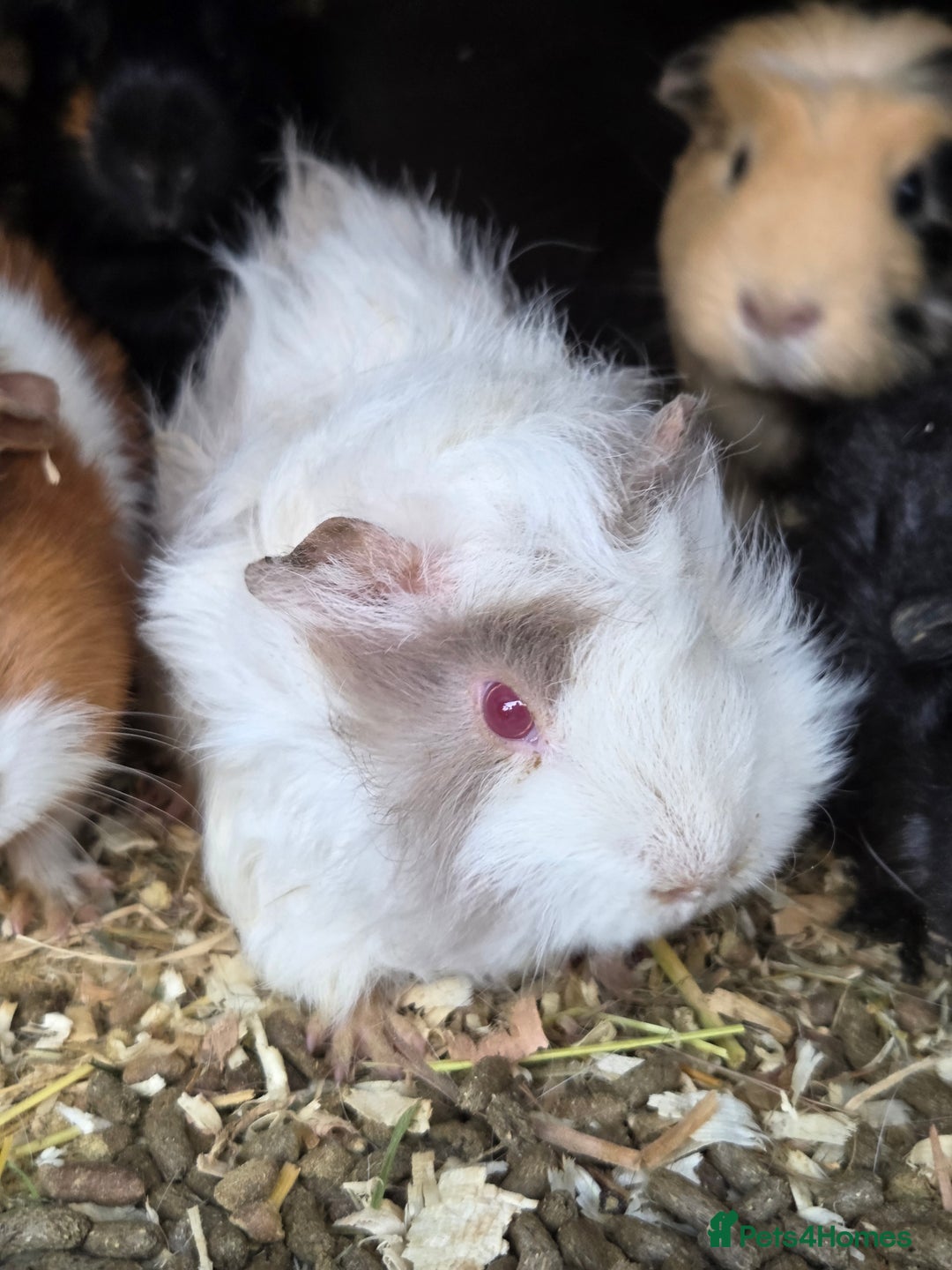 Guinea Pig rodents for sale: Variety of young guinea pigs - Advert 8