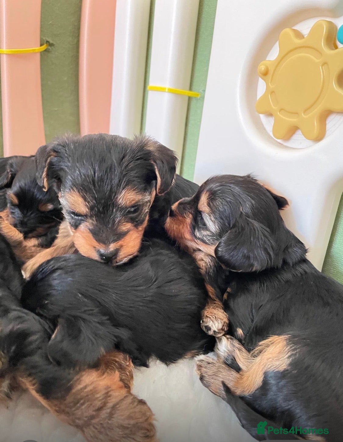 Yorkiepoo dogs  Yorkipoo pups - Advert 1