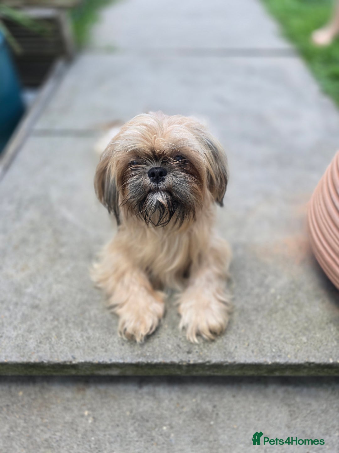 Shih Tzu dogs for sale: Shih Tzu Imperial (Karashishi) - Image 12