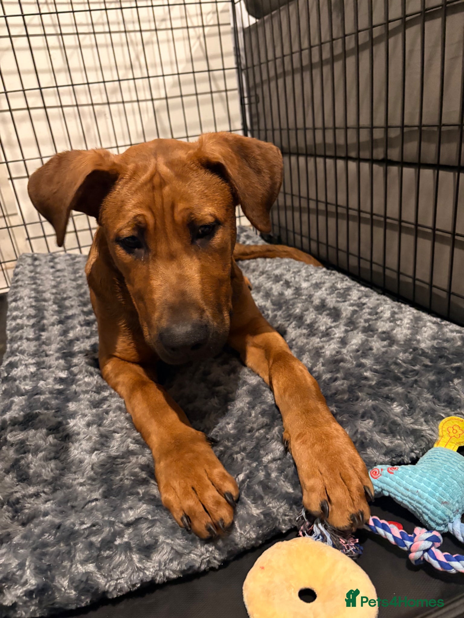 Mixed Breed dogs for sale: Creed & Kane  - Advert 4