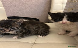 Mixed Breed cats for sale: Kittens available  - Image 5