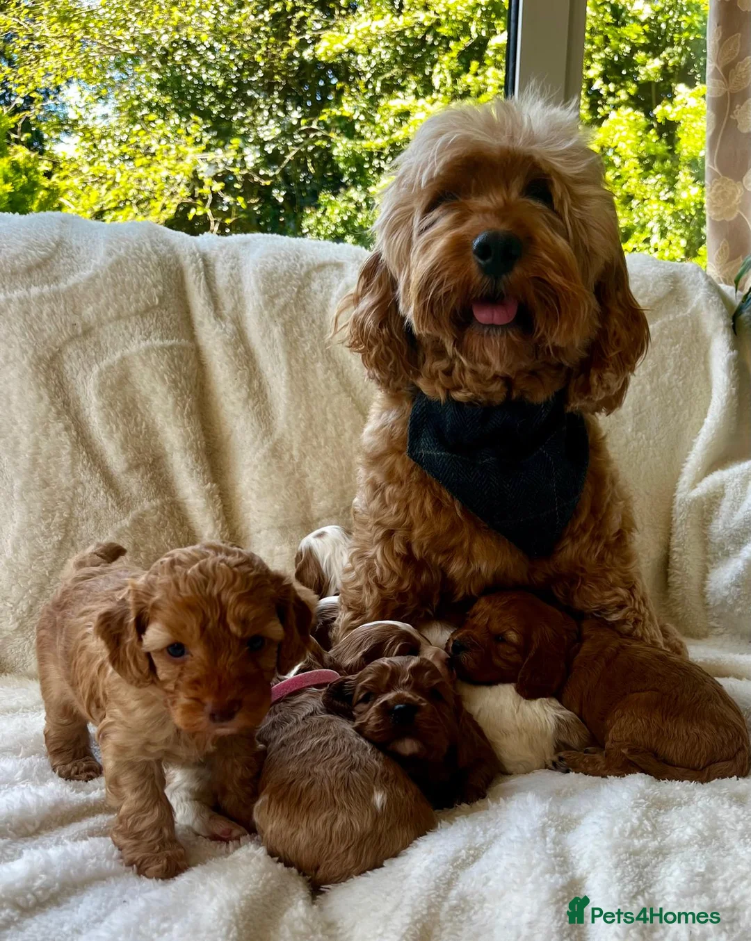 Cavapoo dogs for sale: F1b Toy cavapoo puppies Extensively health tested  - Advert 1