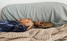 Russian Toy Terrier dogs for sale: Lovelly russian toy terrier female. - Image 1