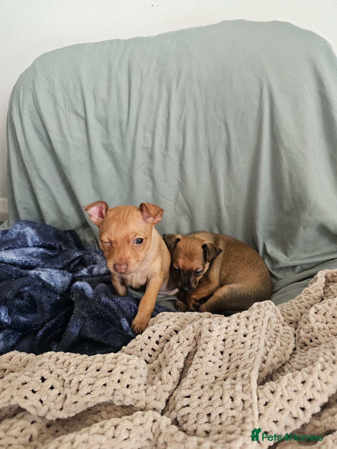 Russian Toy Terrier dogs for sale: Lovelly russian toy terrier female. - Image 1