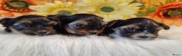 Yorkshire Terrier dogs for stud:  Pedigree Yorkshire terrier for stud  in Hull - Advert 15