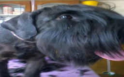 Giant Schnauzer dogs for sale: Lulu,spayed Giant Girl - Image 3