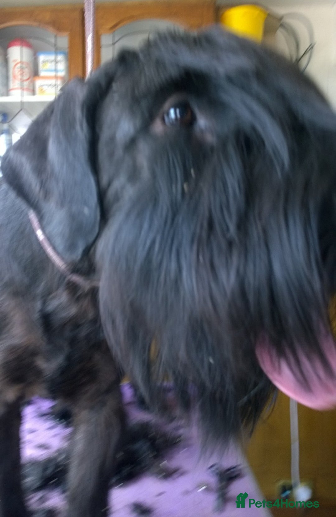 Giant Schnauzer dogs for sale: Lulu,spayed Giant Girl - Image 3