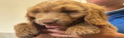 Cockapoo dogs for sale: Stunning F1 Cockapoos H/Tested KC/Show Parents!! - Advert 5
