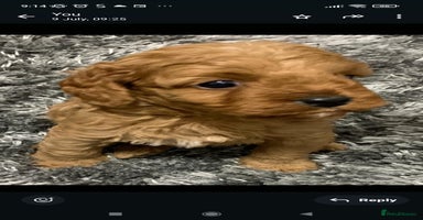 Cavapoo dogs - Advert 7