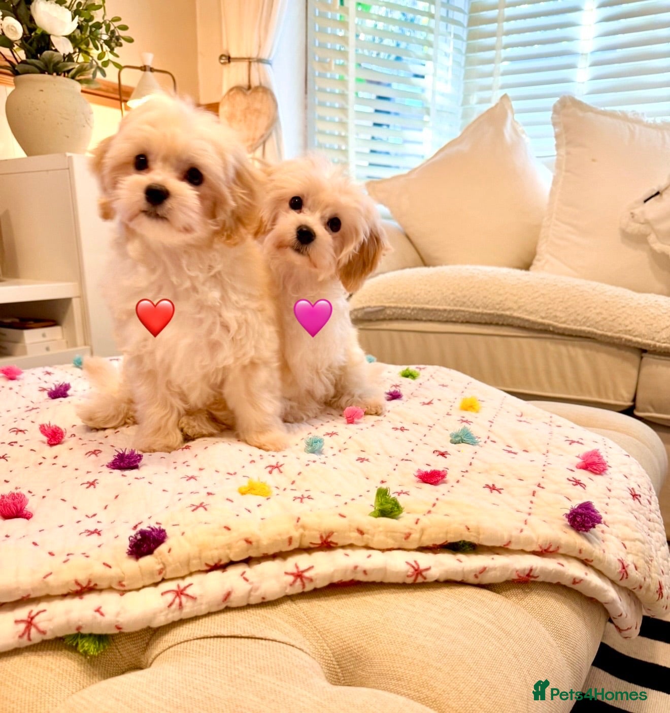Maltipoo dogs * Sweet Korean Maltipoo Girls * - Advert 14