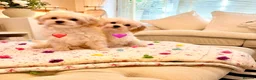 Maltipoo dogs for sale: * Sweet Korean Maltipoo Girl * - Advert 4