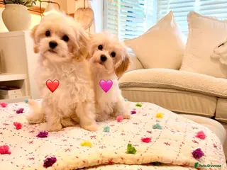 Maltipoo dogs * Sweet Korean Maltipoo Girls * - Advert 1