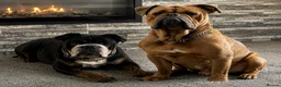 Olde English Bulldogge dogs for sale: Olde English Bulldogge puppy for sale  - Advert 9