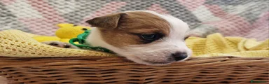 Jack Russell Puppy 2