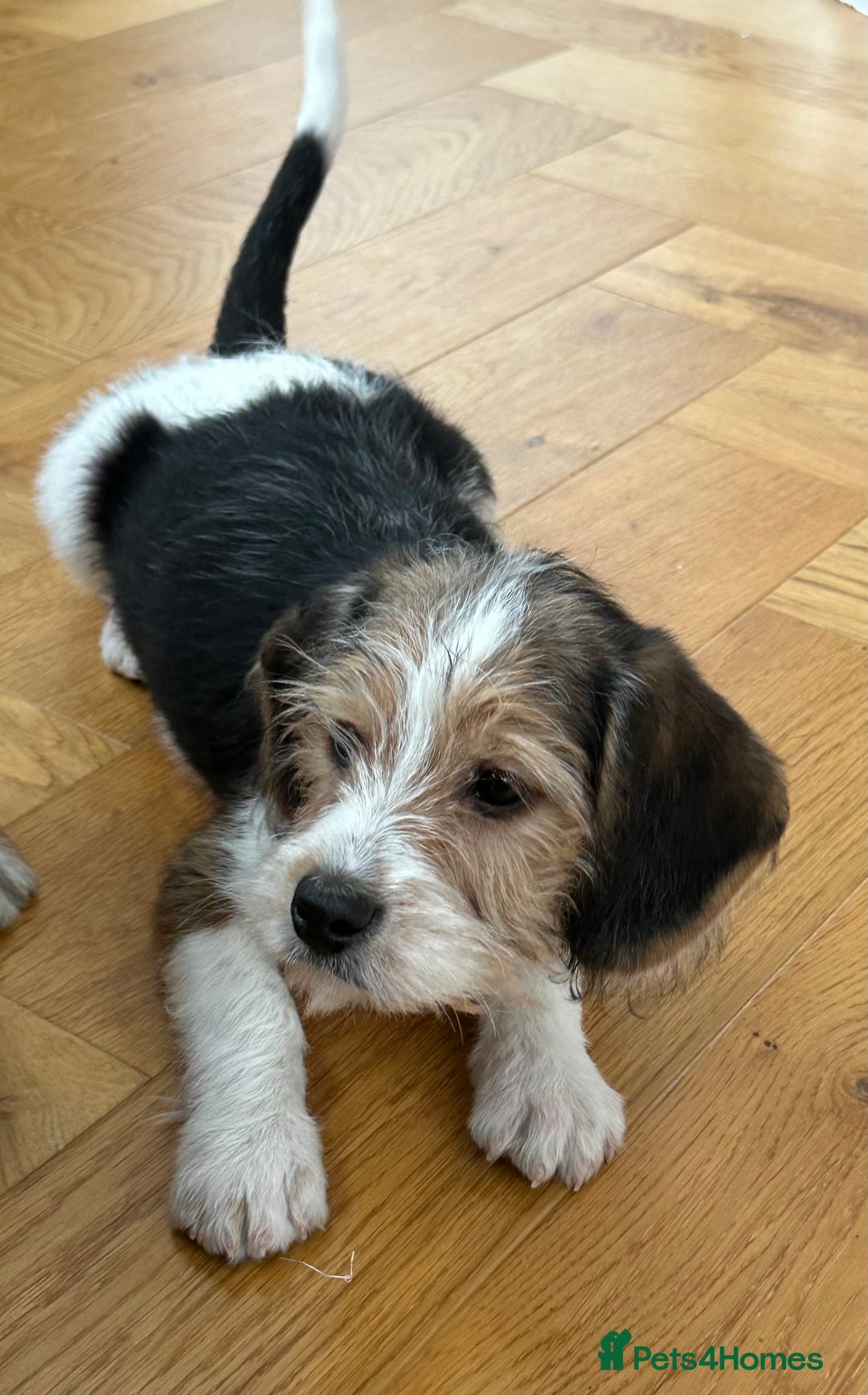 Mixed Breed dogs for sale: 🐾 Beautiful Cavapoo x Beagle Puppies 🐾 - Advert 6