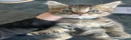 Mixed Breed cats for sale: 3 Beautiful Female Scottish Fold × Tabby Kittens  - Advert 10