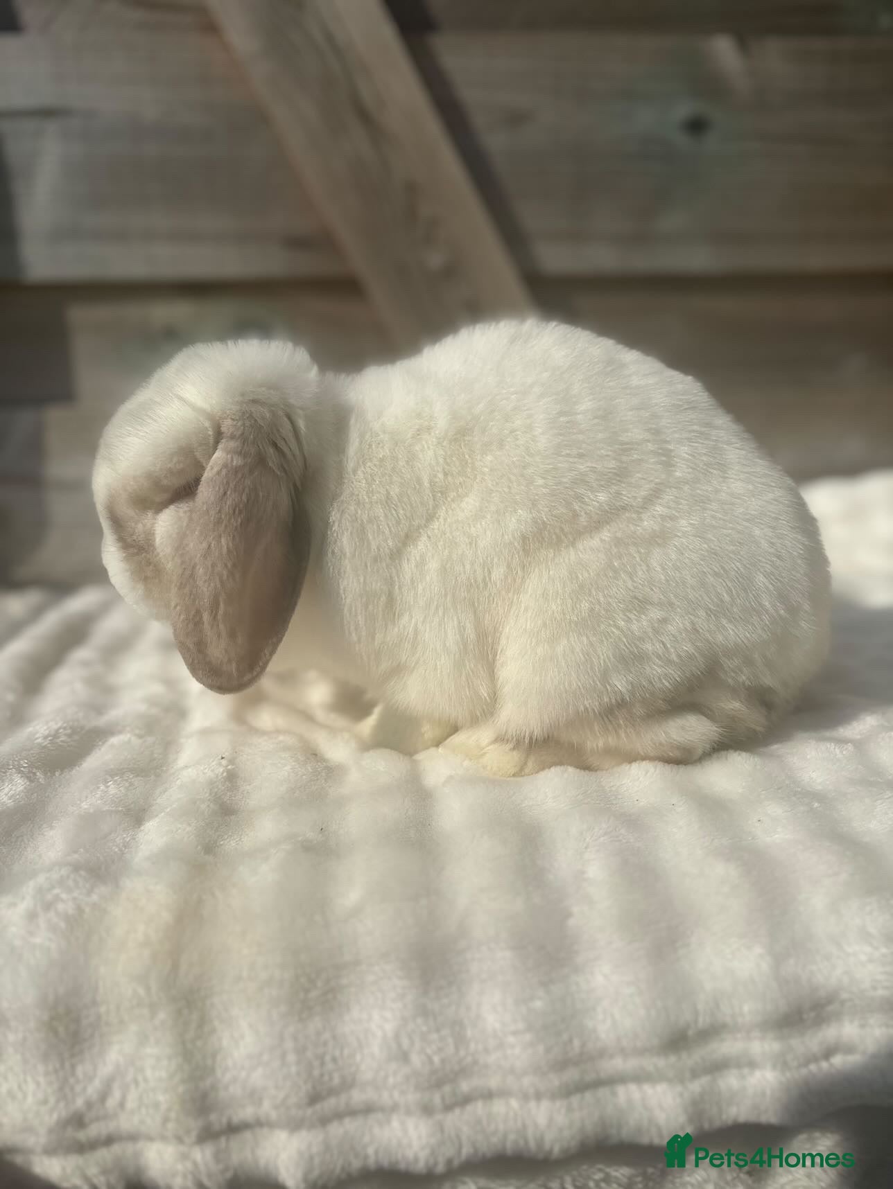 Mini Lop rabbits Breeding or pet does available  - Advert 2