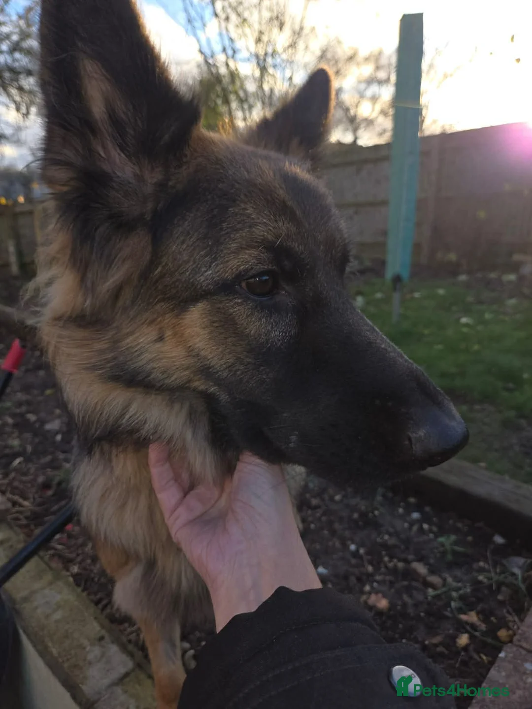 German Shepherd dogs for sale: Beautiful Female 15 Month Old German Shepard.   - Advert 3
