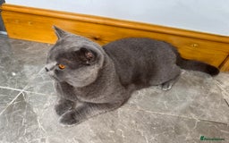 British Shorthair cats for sale: British shorthair male - Advert 3