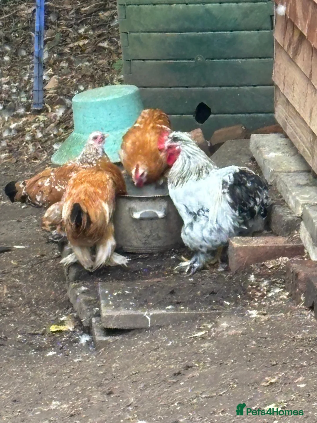 Chickens poultry for sale: 3 Little Pekin x boys - Advert 4