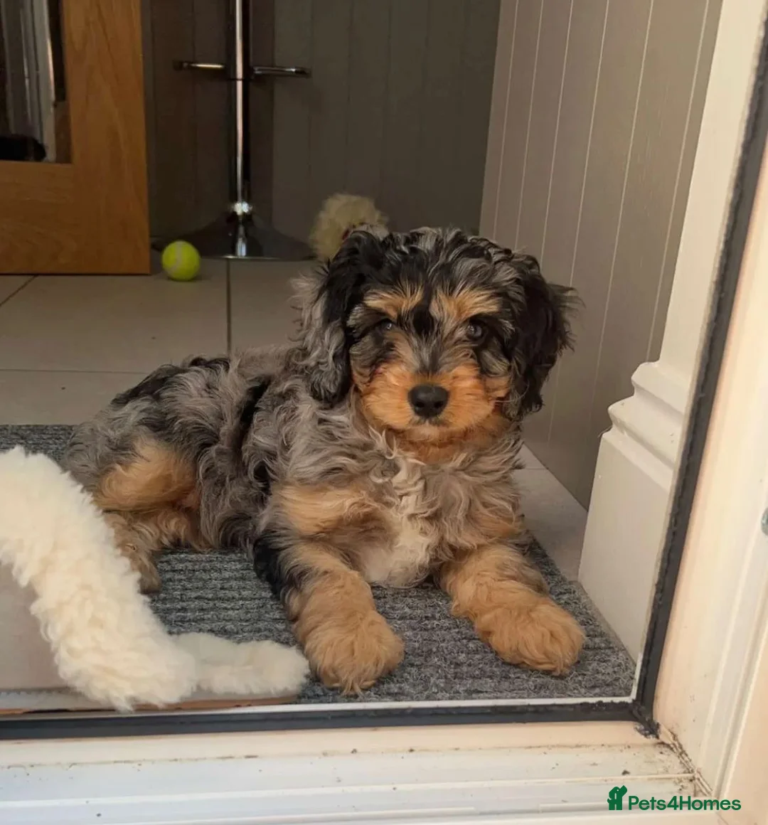 Cavalier King Charles Spaniel dogs for stud: 🌹KC REGISTERED HEALTH TESTED RUBY CKC FOR STUD in Sheerness - Advert 18