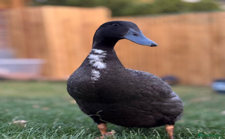 Ducks poultry - Advert 2