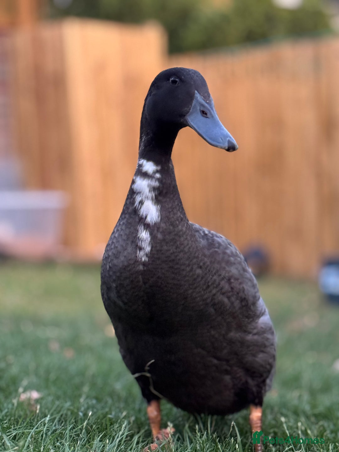 Ducks poultry for sale: Male Indian runner duck  - Image 1