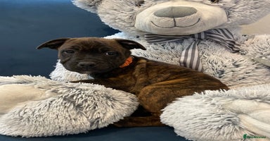 Staffordshire Bull Terrier dogs - Advert 7