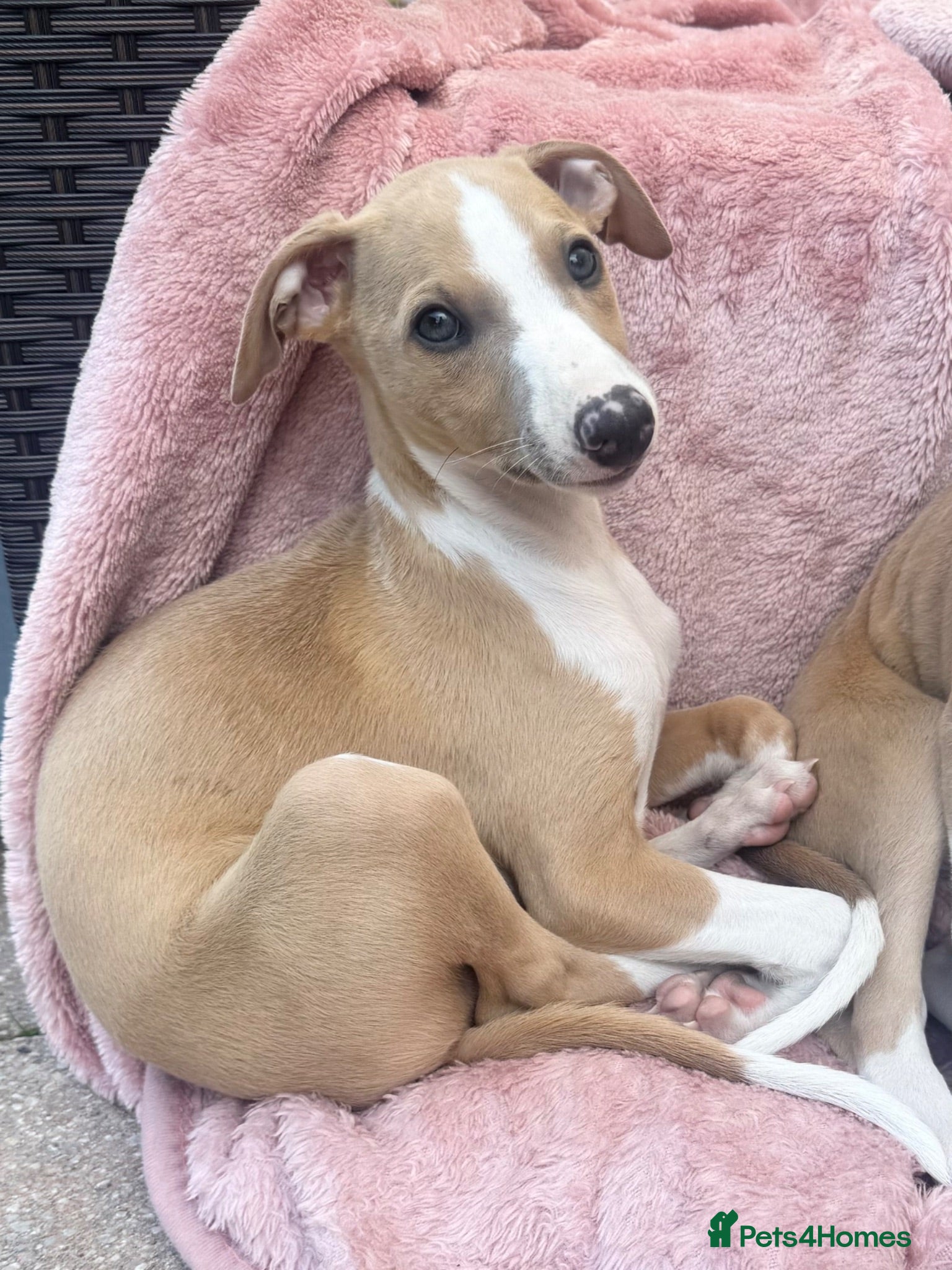 Whippet dogs Beautiful whippet babies READY NOW!🩷💙 - Advert 1