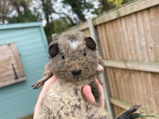 Guinea Pig rodents - Advert 29