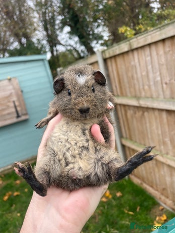 Guinea Pig rodents - Advert 9