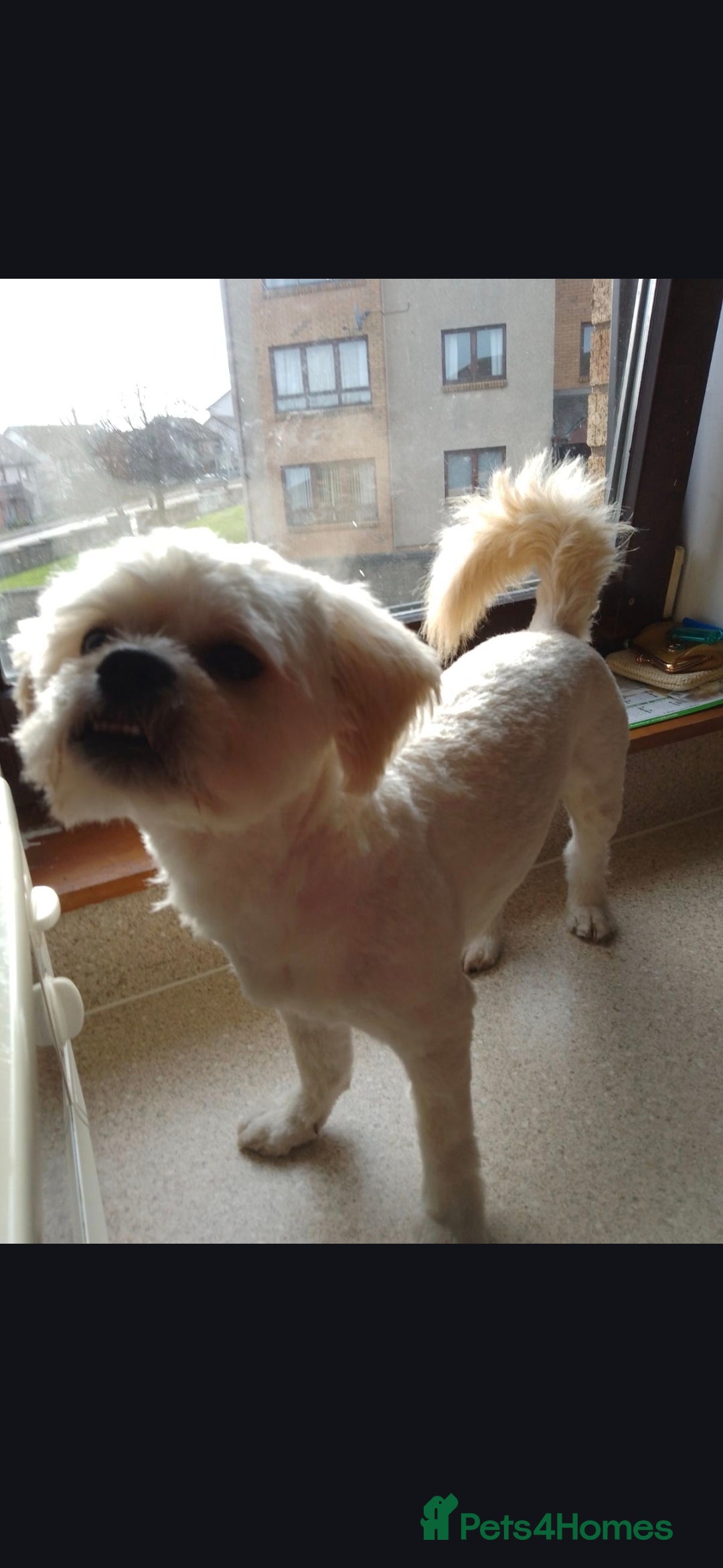 Shihpoo dogs Stud AVALIABLE!! - Advert 7
