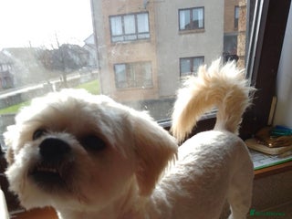 Shihpoo dogs Stud AVALIABLE!! - Advert 1