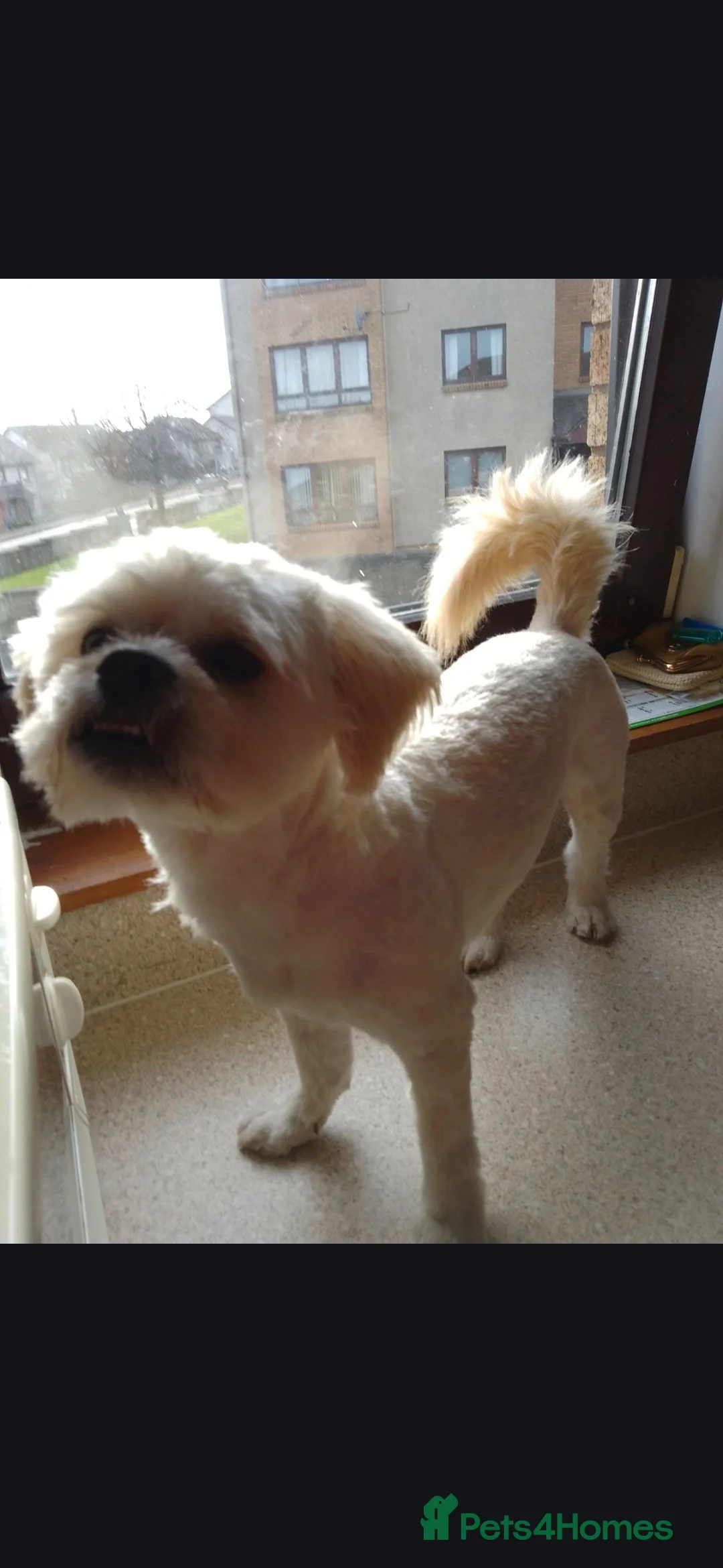 Shihpoo dogs for stud: Stud AVALIABLE!! - Advert 1