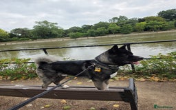 Akita dogs for sale: American Akita- Loyal and a wonderful temprement. - Image 3