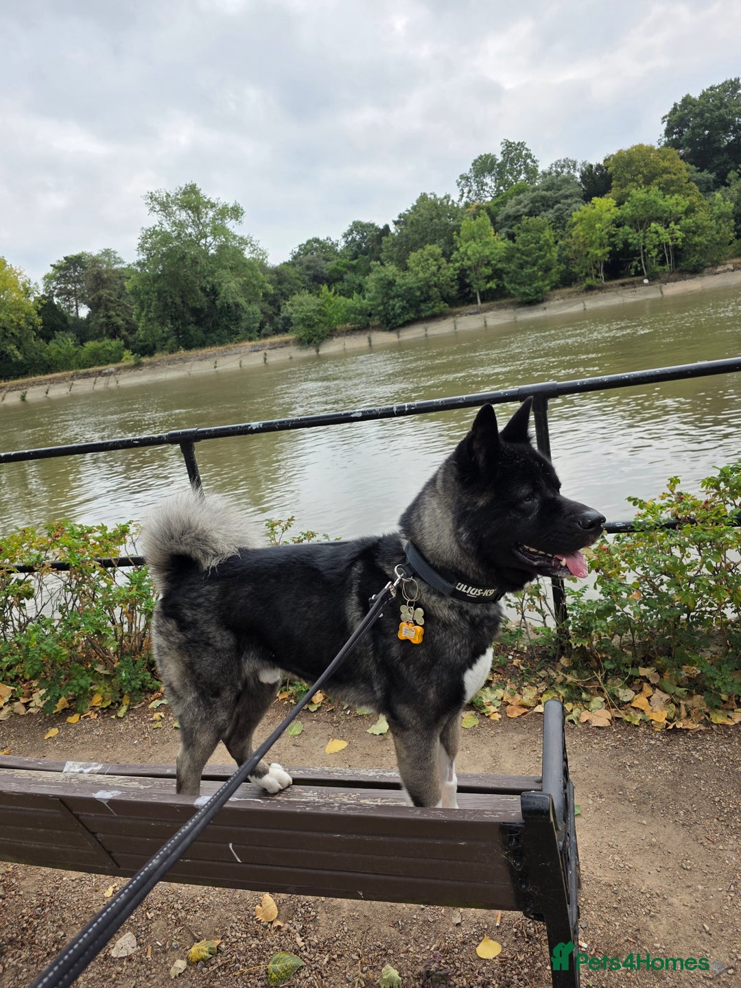 Akita dogs for sale: American Akita- Loyal and a wonderful temprement. - Image 3